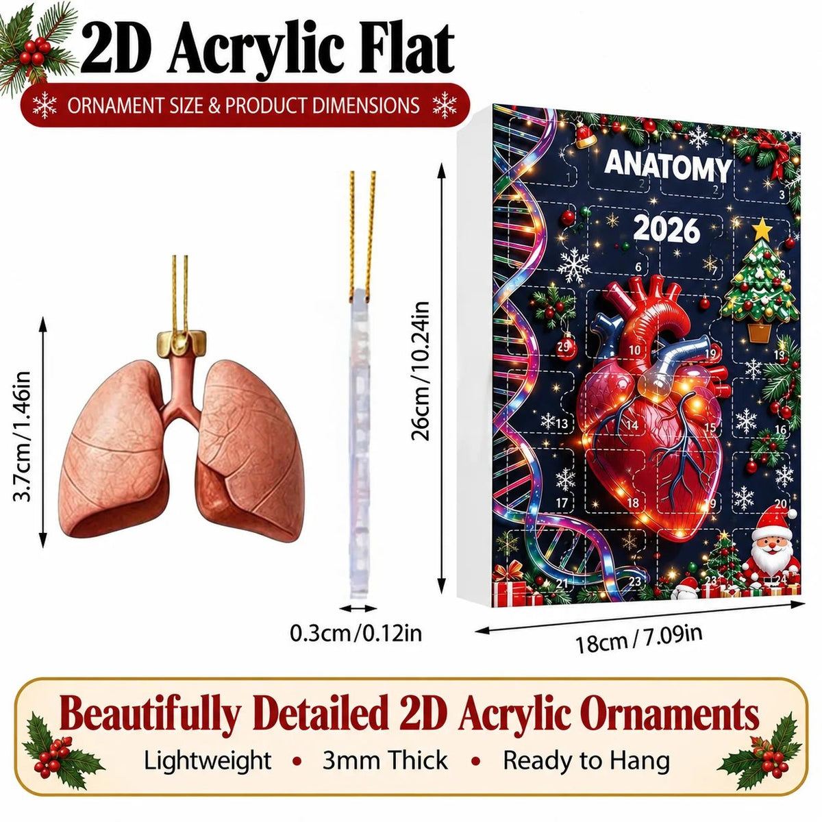 Loriova™ Anatomy Advent Calendar
